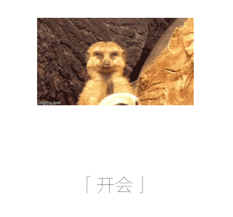 動(dòng)物 石頭 可愛 萌萌噠
