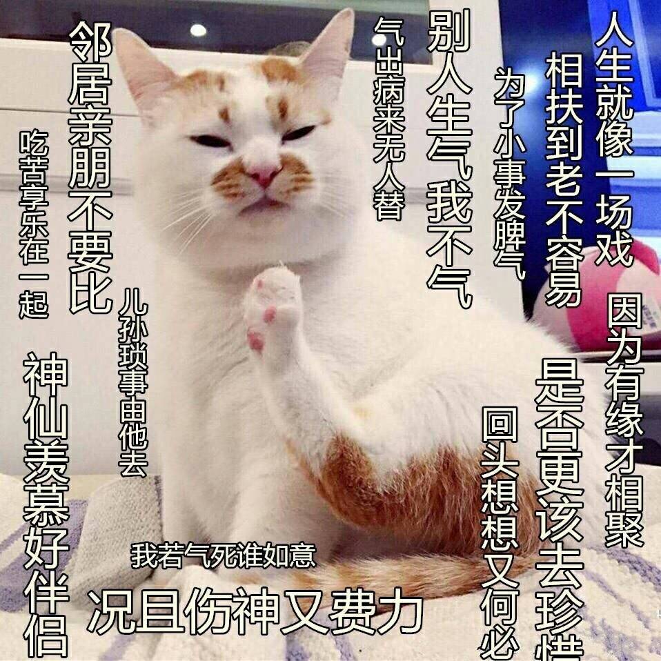 猫咪 爪子 坐着 因为有缘才相聚 讯飞