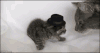 宠物 萌 gif