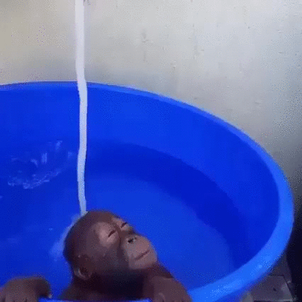 猴子 monkey