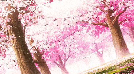 粉色 落花 樱花树 唯美 意境