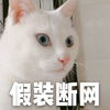 萌宠 猫星人 假装断网 不回 搞怪 逗