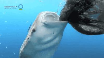 鲸鱼 亲吻 爱情 可爱