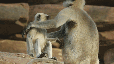 好可爱 猴子 来 抱抱