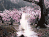 三生三世十里桃花 soogif soogif出品 电视剧