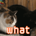 what 猫 喵星人 萌宠 soogif soogif出品