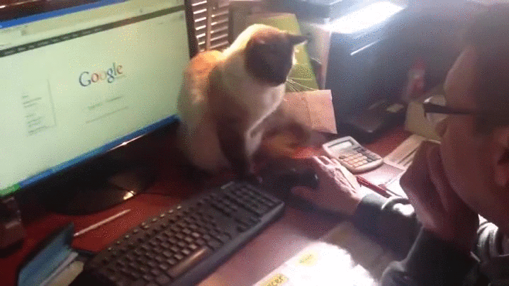 老鼠 猫