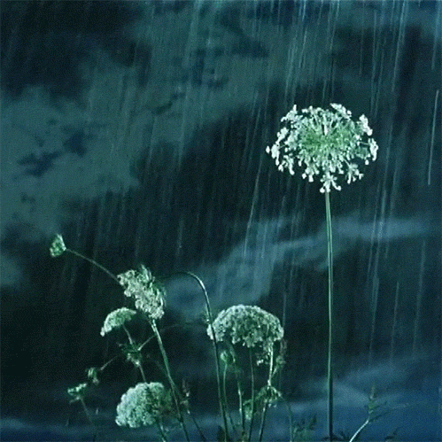 下雨  花朵  摇晃  微风