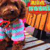 消停点好奇害死猫 狗狗 穿衣服 可爱