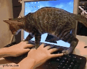 猫咪 调皮 电脑