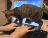 猫咪 调皮 电脑