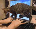 猫咪 调皮 电脑