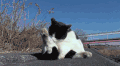 猫 喵星人 宠物 萌 可爱