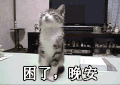 萌宠 猫咪 猫 晚安 晚安猫 困了