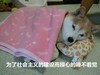 狗狗 睡着了 躺着 为社会主义 操心睡不着