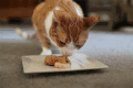 猫咪 萌宠 可爱 搞笑 雷人