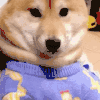 萌宠 汪星人 不敢动 动态 呆萌 可爱