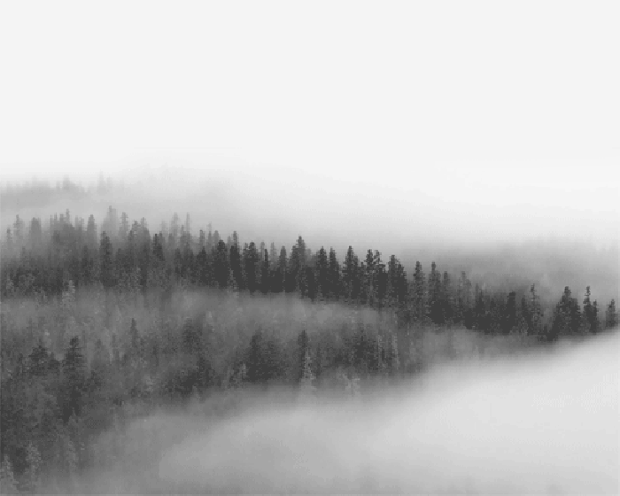 雾气 树林 山顶 黑白
