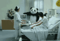电视 熊猫