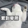 萌宠 喵星人 累死我了 累到晕厥 呆萌 可爱