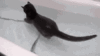 喵星人 萌宠 黑猫 猫猫 猫