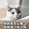 猫 钱 戏 生气 可爱 呆萌