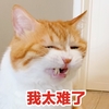 萌宠 猫星人 我太难了 委屈 想哭