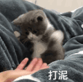 萌宠 猫星人 打你 搞怪 逗