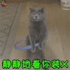 萌宠 猫 猫咪 喵星人 静静地看你装X 搞怪 soogif soogif出品