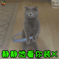萌宠 猫 猫咪 喵星人 静静地看你装X 搞怪 soogif soogif出品