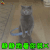 萌宠 猫 猫咪 喵星人 静静地看你装X 搞怪 soogif soogif出品