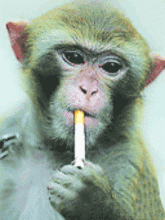 吸烟 猴子 funmozar