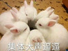 萌宠 兔子 集体大声逼逼 悄悄话 搞怪 呆萌