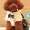 泰迪 狗狗 可爱