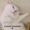 萌宠 喵星人 生无可恋 不肯死去的表情 呆萌 可爱