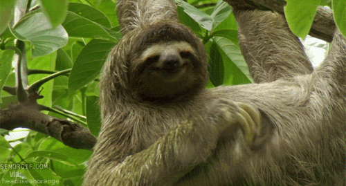 树懒 sloth 挠痒 慵懒