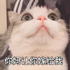 萌宠 喵星人 你妈让你嫁给我 我要娶你 呆萌 可爱