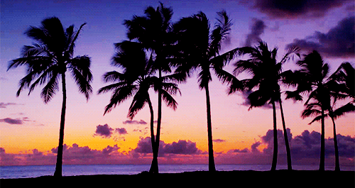 晚霞 夕阳西下 椰树 迷人