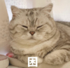 文字表情包 可爱 逗 搞笑 萌萌哒 猫咪