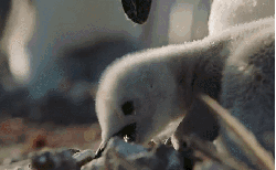 可爱 叼 地球脉动 小企鹅 纪录片