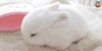 兔子 soogif soogif出品