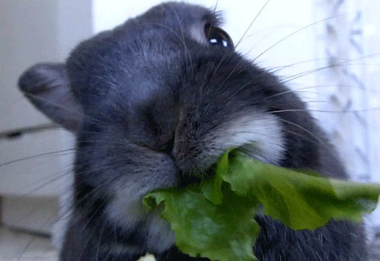 兔子 吃草 可爱 咀嚼