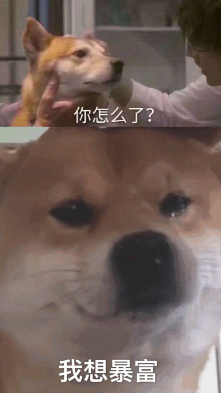 流泪汪 伤心 怎么了 狗 狗狗 柴犬 萌宠 暴富