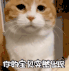 萌宠 喵星人 你的宝贝突然出现 我来啦 呆萌 机灵