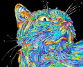 猫