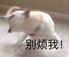 萌宠 汪星人 别烦我 走开 生气 搞怪