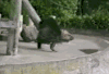 卖萌 之后 gif 民族