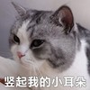 萌宠 猫星人 竖起我的小耳朵 开心 呆萌 可爱