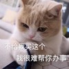 萌宠 猫星人 不给我买这个 我很难帮你办事 呆萌 可爱