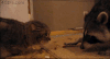 猴子 小熊 食物 害怕